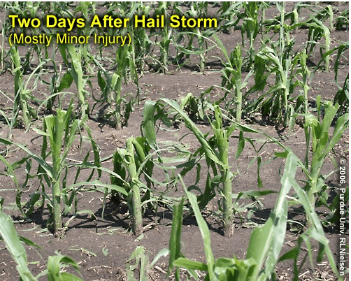 Assessing hail damage to corn fields