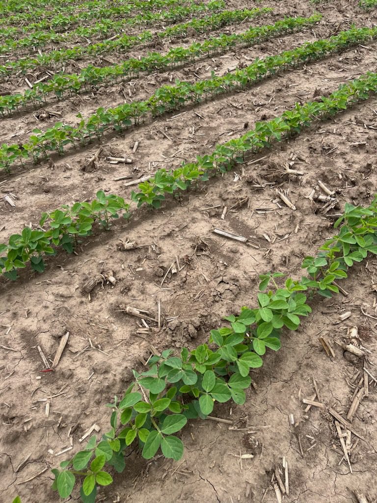 Enlist® Herbicide Tolerance and Soybean Symptomology—Get the Facts