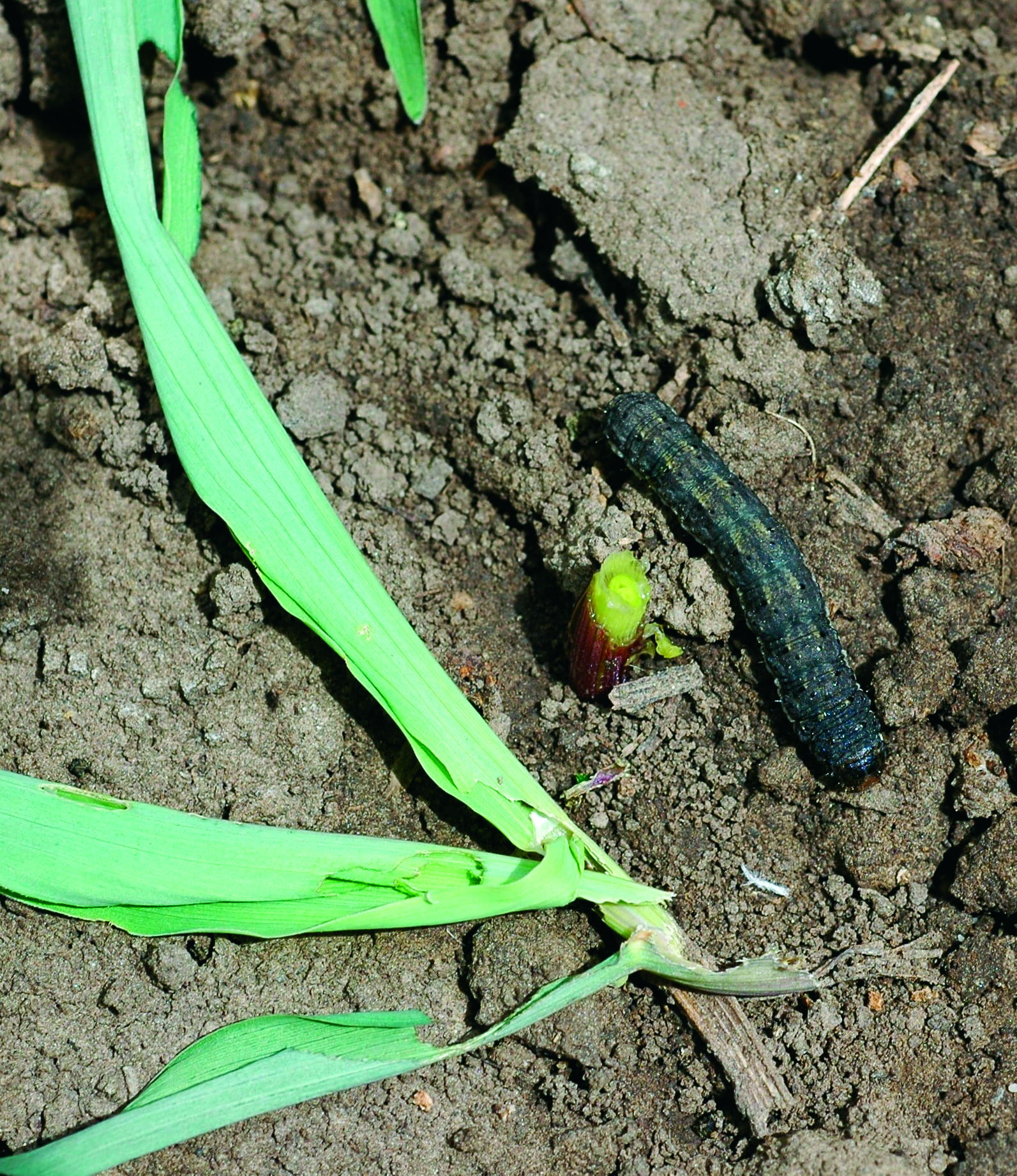 Black cutworm larvae cause the most damage in their third and fourth stages of growth, when they are about ½-¾” long.