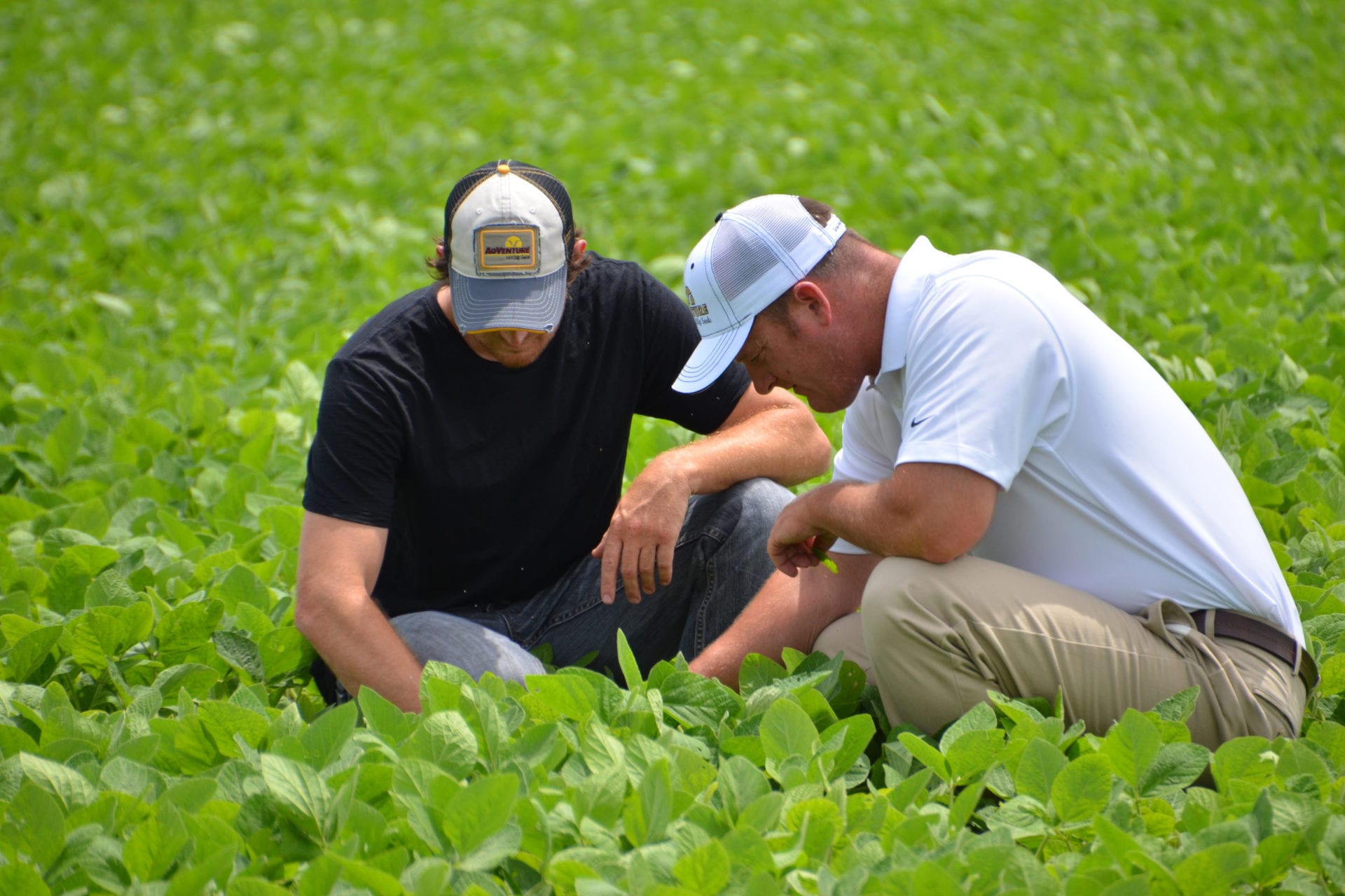 farmers inspecting crops