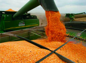 Drying Immature Corn