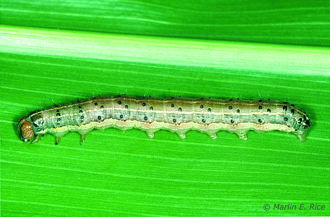 The fall armyworm causes leaf damage and injury to corn ears.