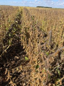 Three ways to secure top soybean yields in the coming weeks