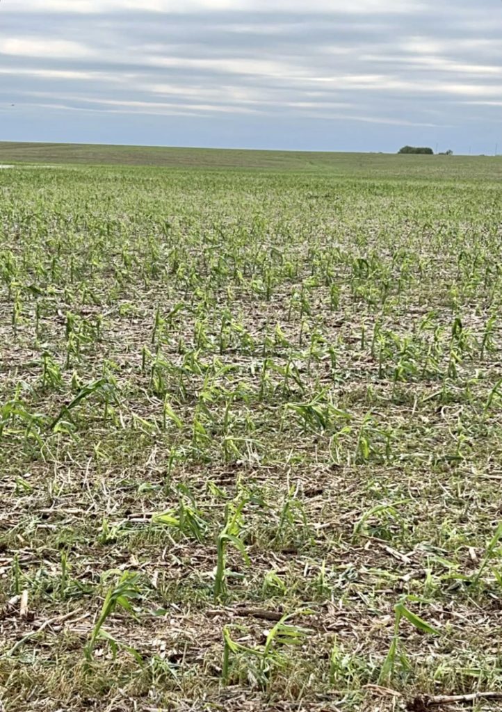 Addressing Hail Damaged Corn