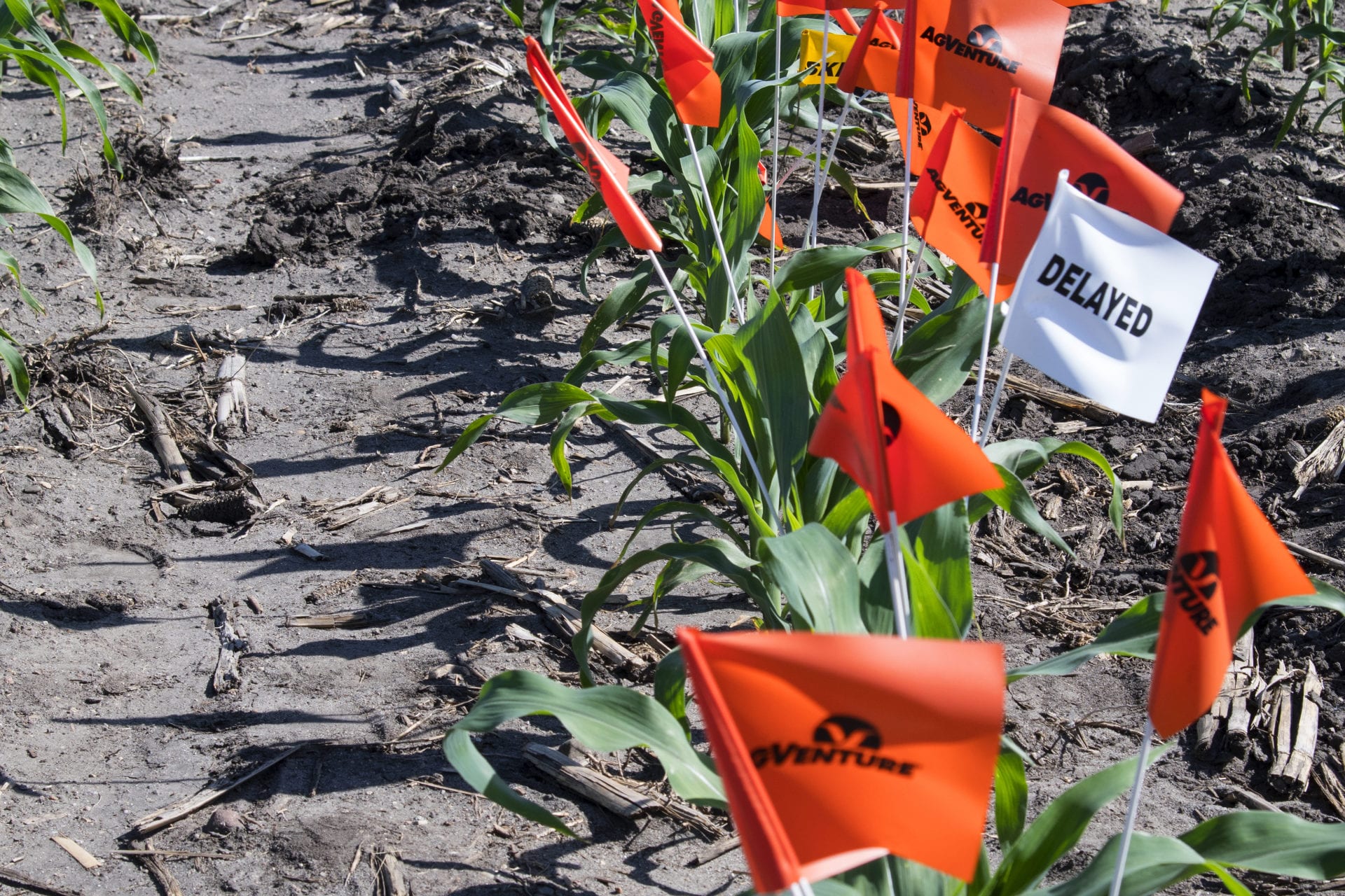 crops in field with flags