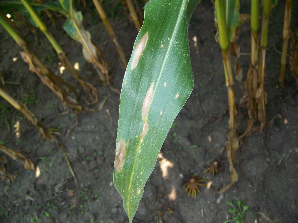 Disease Watch: Northern Corn Leaf Blight