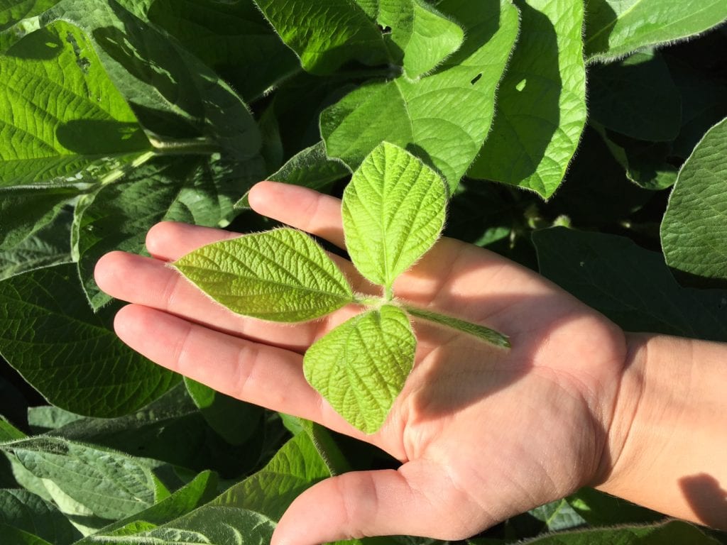 Planting time is a key factor to ensure your soybeans produce their best yield, according to AgVenture Soybean Product Manager Jeff Shaner.
