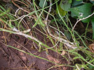 Disease Watch: White Mold