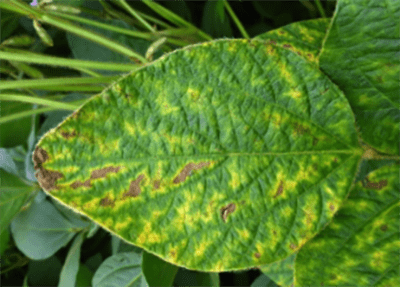 Shutting the Door on Brown Stem Rot