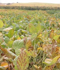 Late season soybean field with symptoms of BSR. Photo: University of Wisconsin.