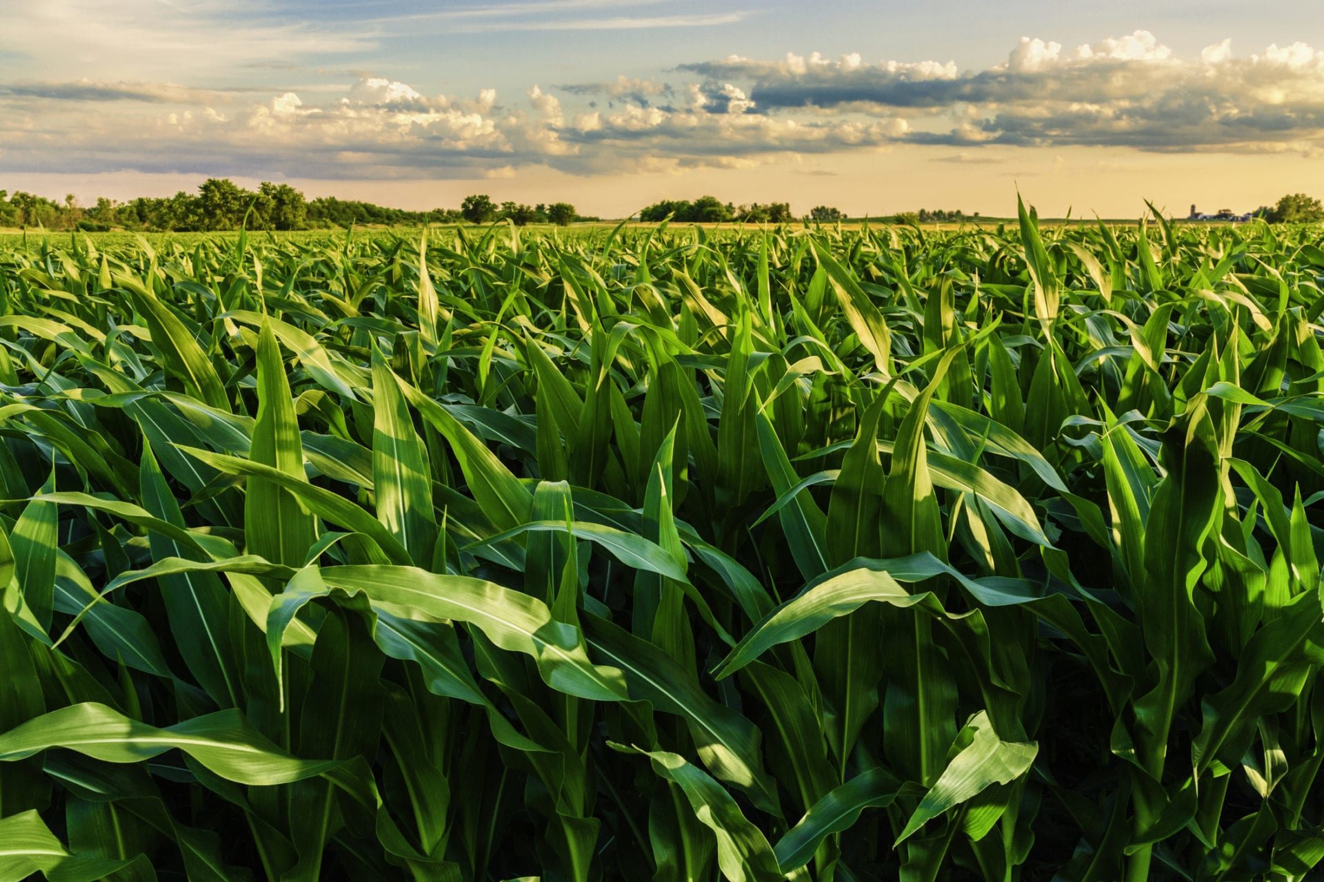 Corn | McKillip Seeds