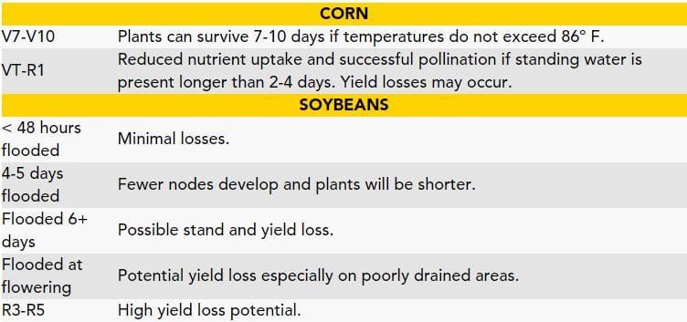 corn and soybeans