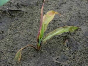 Seed and Seedling Diseases of Corn