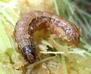 Fall armyworm. Note characteristic Y-shaped marking between eyes. Photo by J. Obermeyer