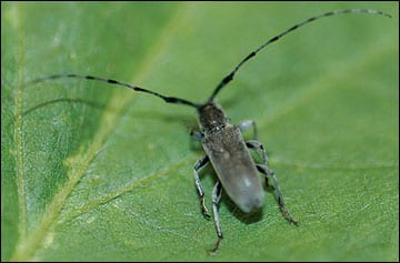 Soybean stem borer adult. Photo: Michael L. Boyd.