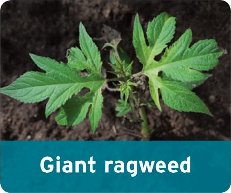 Giant Ragweed