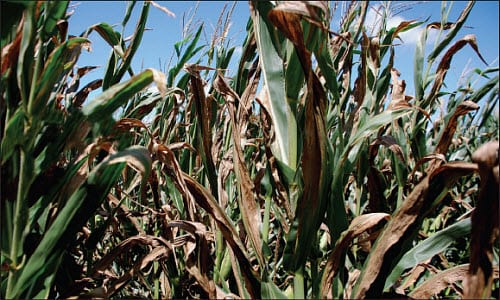 Goss's wilt leaf blight.