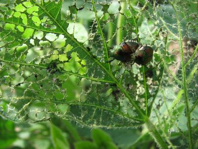 Figure 3. Japanese beetles and injury to soybean. Photo Mark Licht.