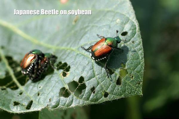 Figure 1. Japanese beetles on soybean plant. Photo by Roger Schmidt, University of Wisconsin-Madison, Bugwood.org.