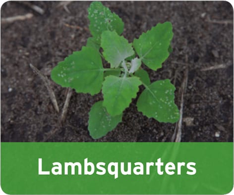 Lambsquarters