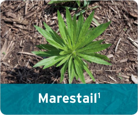 Marestail