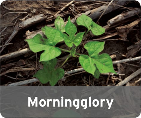 Morningglory