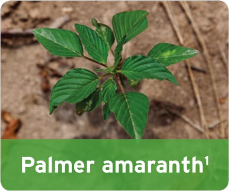 Palmer Amaranth