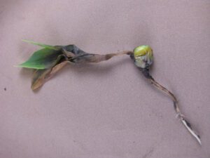 Watch for These Emergence Diseases