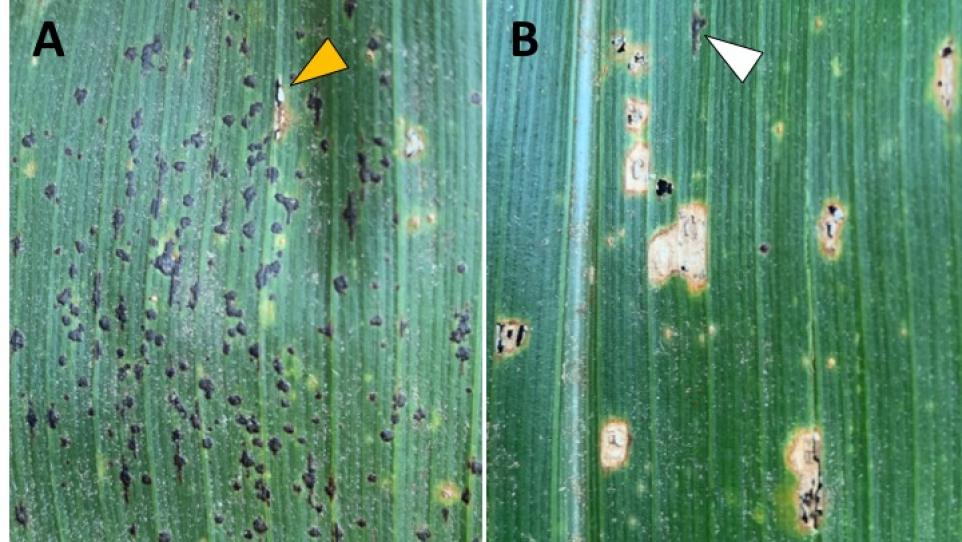 Comparison between tar spot stromata (A) and rust pustules producing black teliospores (B). The orange arrow in A points to a rust pustule among tar spot stromata; the white arrow in B points to a tar spot stroma among rust pustules.