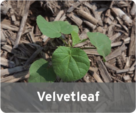 Velvetleaf