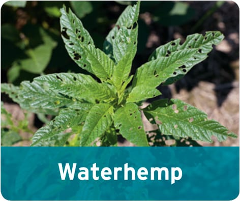 Waterhemp